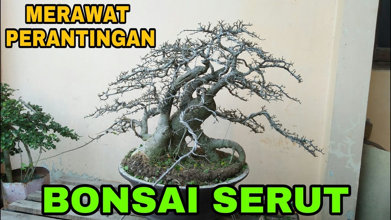 Cara Merawat Perantingan Bonsai Serut Biar Jadi Rapi Youtube