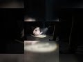 Frozen Jigglypuff in the Dark | Flashlight Encounter