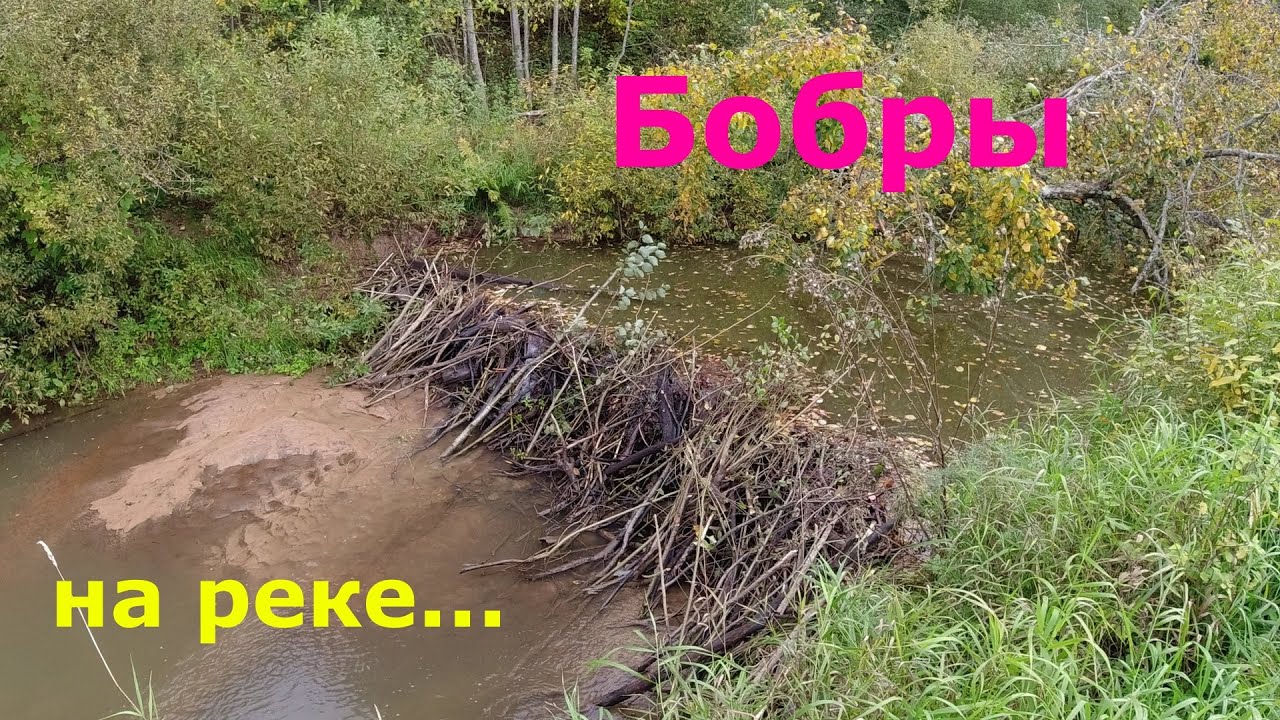 #473 | Микро речка | Разбираю бобровую плотину | - YouTube