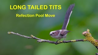 Long Tailed Tits