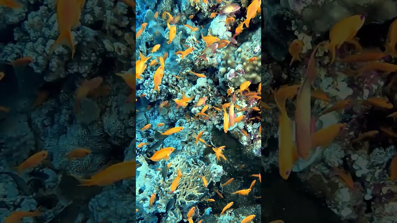 Кораллы Красного моря  