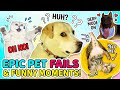 👉 EPIC Animal Fail Moments You Can’t Help But Smile 😆🐾