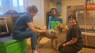 Nova's Journey To Walk Again 🐾💙♿️ #adorabledog ##ivddrecovery #bullybreed