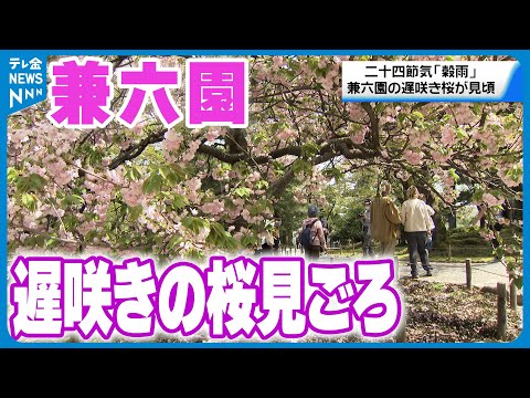 【穀雨】兼六園は遅咲きのサクラが見ごろ