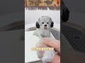 Pet cake customization You can not love please don t hurt every furry friend deserves to b