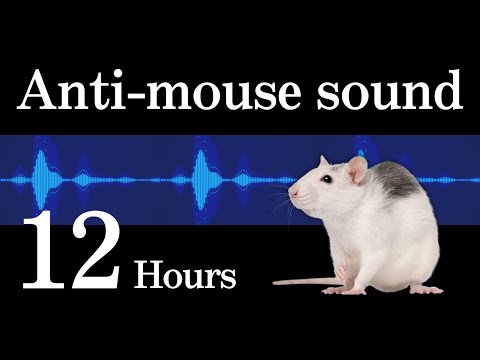 Anti Mouse Sound You Can Hardly Hear Enjoy A Quiet Mouse Free Night 12 Hours