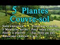 5 plantes couvresol pour un jardin sans entretien  plantes pour talus en pente