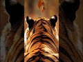 Why Tigers Have White Spots Behind Their Ears 🐅 #bigcats #tiger #tigerspotted #wildlifeindia