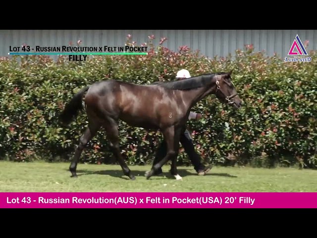 Lot43-Russian Revolution(AUS)xFelt in Pocket(USA)20' Filly-2022 GoldCoastYearling Sale MagicMillions