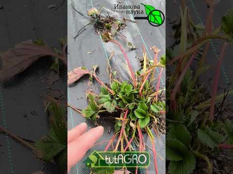 🍓 Сделайте ЭТО в апреле, и клубника будет крупной и сладкой! Первые работы после зимы: список дел.