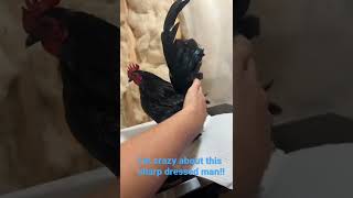 New Cockerel #farmlife #poultry_business #cute #birds #chicken #serama #ttshow #seramachicken #show