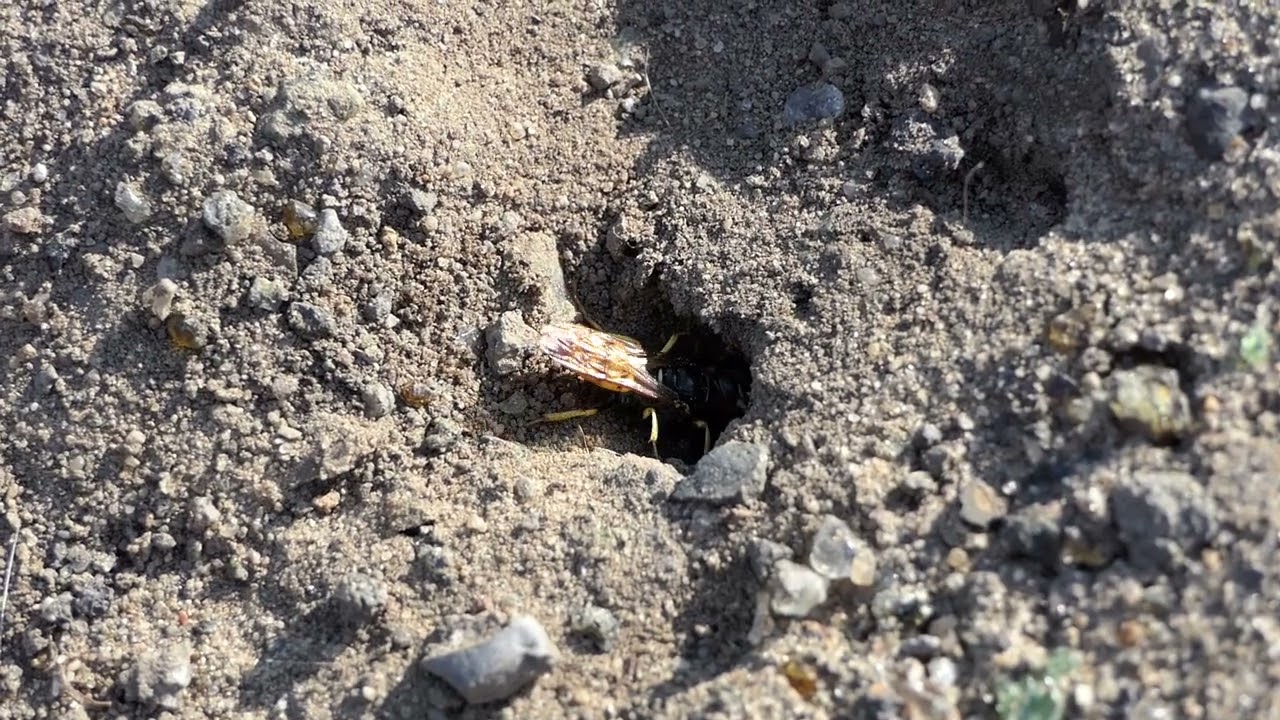 Grabender Bienenwolf