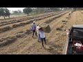 Alimento para ganado VACUNO | Pacas de pasto PANGOLA | Nos preparamos para la temporada de sequía