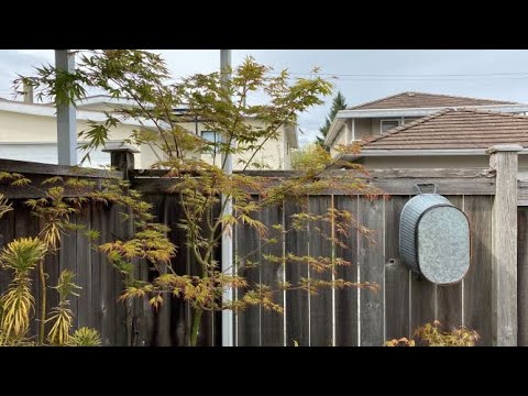 Video: Japanische Ahornbäume in Zone 4 - Tipps zum Anbau von japanischen Ahornbäumen in Zone 4