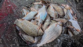 видео: НАЛОВИЛ И ЗАСОЛИЛ ОГРОМНЫЙ ТАЗ РЫБЫ! Встал на яму и тягаю одну за одной. Жирная! Вкусная! картинка: НАЛОВИЛ И ЗАСОЛИЛ ОГРОМНЫЙ ТАЗ РЫБЫ! Встал на яму и тягаю одну за одной. Жирная! Вкусная!