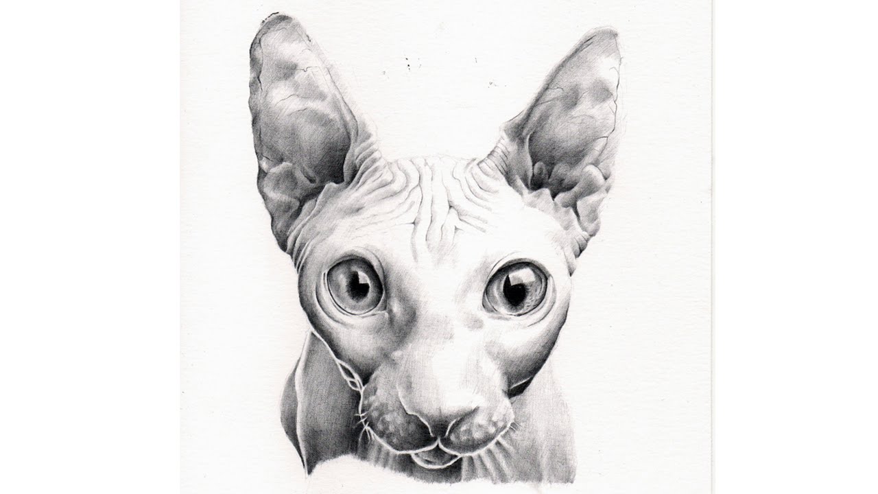 Кот сфинкс схема. Сфинкс дудл. Голова сфинкса рисунок карандашом. Лысая кошка рисунок. Сфинкс мультяшный.