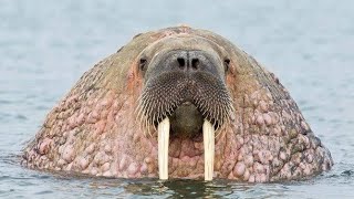 Atakushangaza mfahamu kiumbe wa ajabu Walrus Tembo bahari amazing facts of walrus