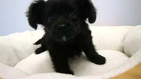 ペットショップCoo＆RIKU　Ｍｉｘ　238830