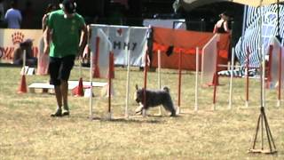 Topanka Jumping catégorie B Daix août 2012