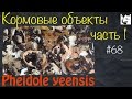 Туркменский таракан / жук знахарь // муравьи Pheidole yeensis // #68