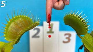 The Worlds Biggest Flytraps Compete for a Drop of Blood  Event 5