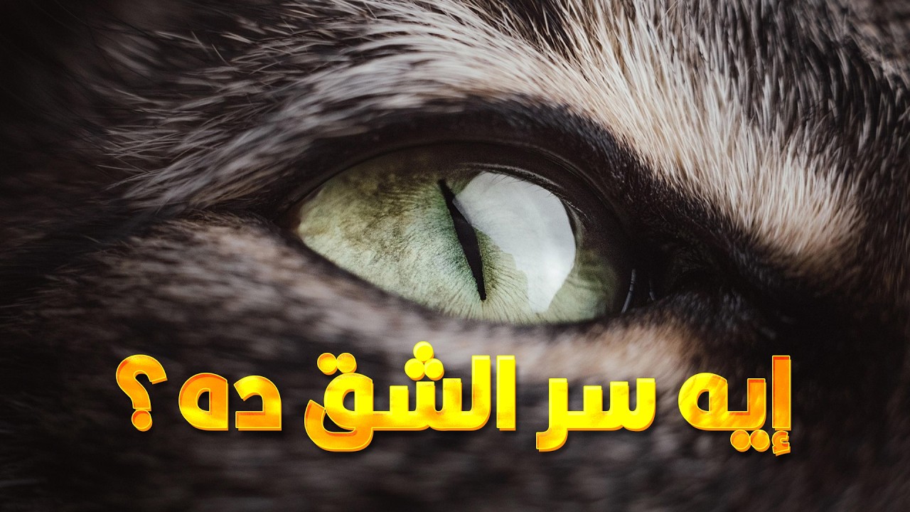 ليه عيون القطط فيها سر مش موجود في أي حيوان  تاني؟ وليه بالشكل العمودي ده بالذات؟
