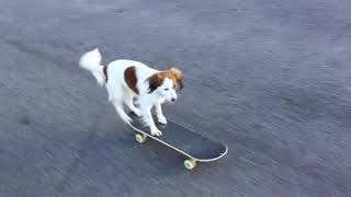 Skateboarding Dog Kooikerhondje Hippu