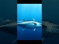 Kecepatan Sang Tuna di Samudra Biru