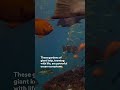 We’re only just starting to understand how important ocean jungles really are. #StepIntoWonder