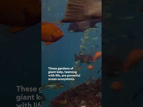 We’re only just starting to understand how important ocean jungles really are. #StepIntoWonder