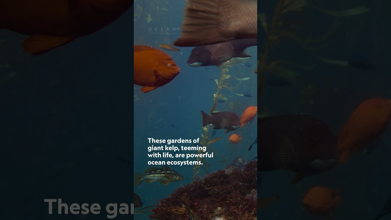 We’re only just starting to understand how important ocean jungles really are. #StepIntoWonder