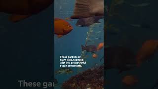 We’re only just starting to understand how important ocean jungles really are. #StepIntoWonder