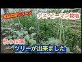 【ナス、ピーマンの栽培】実がなり出したら紐で枝の保護【家庭菜園シリーズ】