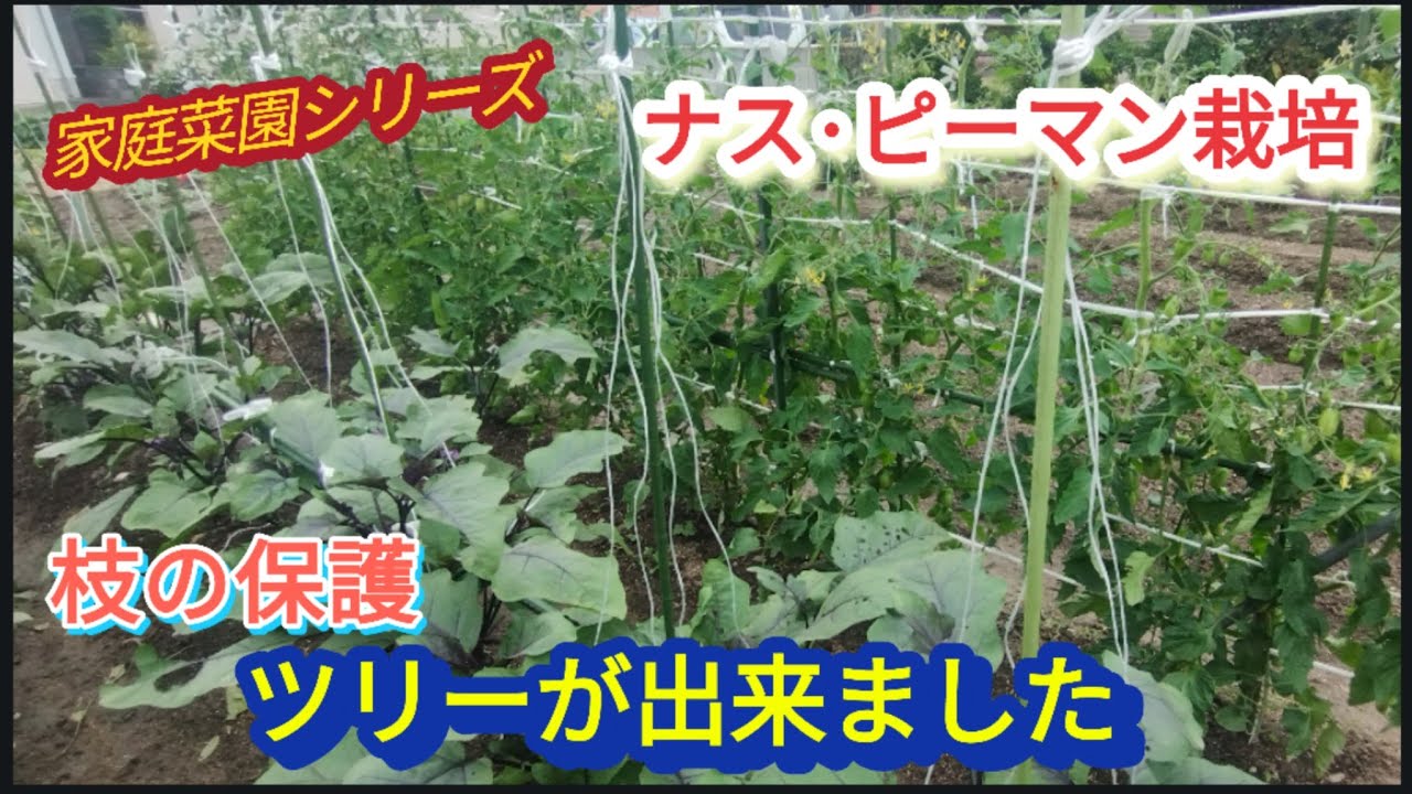 【ナス、ピーマンの栽培】実がなり出したら紐で枝の保護【家庭菜園シリーズ】