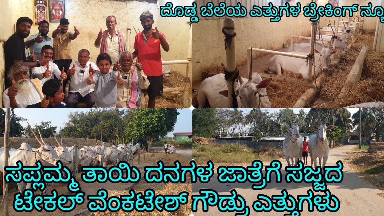ಸಪ್ಲಮ್ಮ ತಾಯಿ ದನಗಳ ಜಾತ್ರೆಗೆ ತಯಾರಾದ ಟೇಕಲ್ ವೆಂಕಟೇಶ್ ಗೌಡರ ಎತ್ತುಗಳು. ದೊಡ್ಡ ಬೆಲೆಯ ಎತ್ತುಗಳ ಬ್ರೇಕಿಂಗ್ ನ್ಯೂಸ್