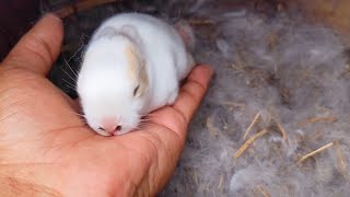 Crazy little rabbit - Cute Baby Rabbit Doing Funny Things