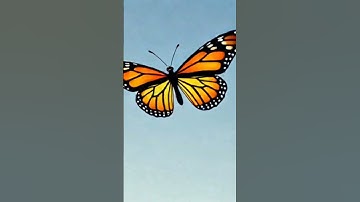 3d hologram video 3D Butterfly Animation 🦋 #music #3danimation #trending #shorts