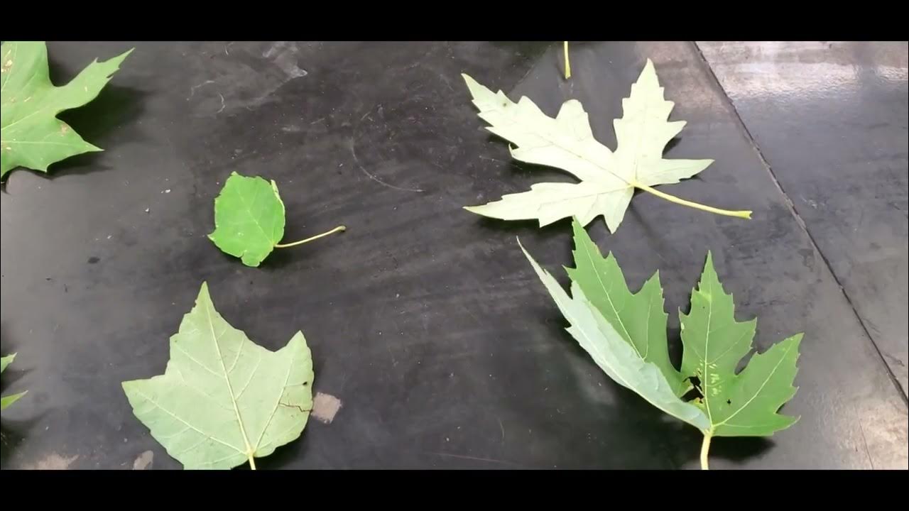 How to identify Sugar Maple vs Silver, Red and Norway Maples (Leaves ...