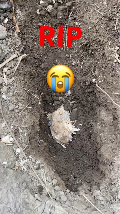 Goodbye My Hamster 😭 #hamsterdie #hamster