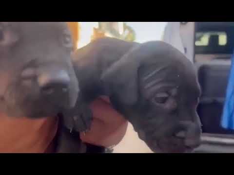 Video Gela, smantellato circuito di combattimenti clandestini di pitbull: sequestrati 13 cani