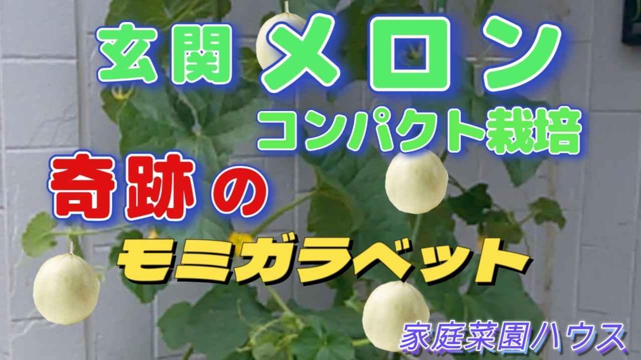 Front-Door Melon Compact Cultivation: The Miraculous Rice Husk Bed