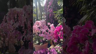 The Orchid Show #nyc #usa #travel #nature #newyork #nyclife #nycblog #nyctourism #timeoutny