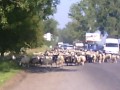Тячівщина, вівці на дорозі