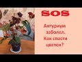 Антуриум. Как спасти цветок, если он заболел?