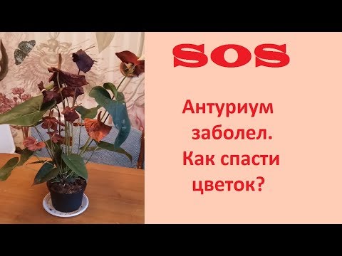 Как вылечить антуриум в домашних условиях