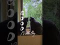 Good Morning😺❤️