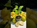 LIMONI fai nascere una pianta, IN UN MINUTO, dal frutto GRATIS #limoni #shorts #orto #fiori #garden