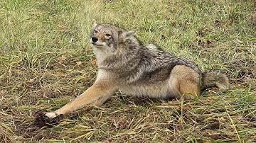 Checking the trapline. Trapping Indiana Coyotes 12/27/21