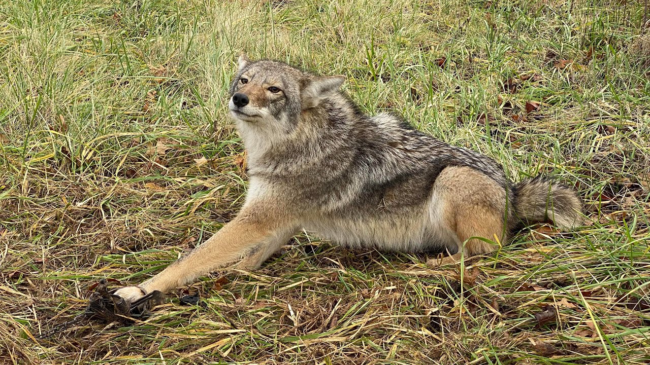 Проверка линии ловушек. Отлов Индиана Койотс 27.12.21