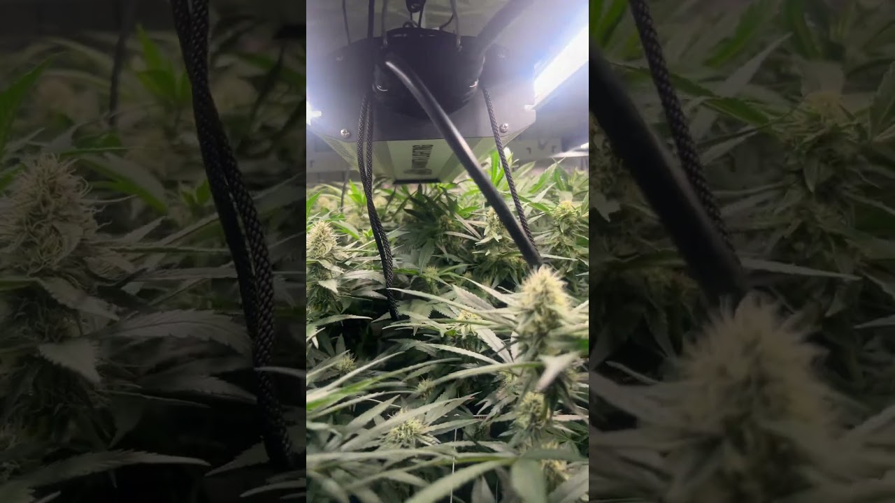 The Mammoth lighting light schedule 14-10.12-12.10-14